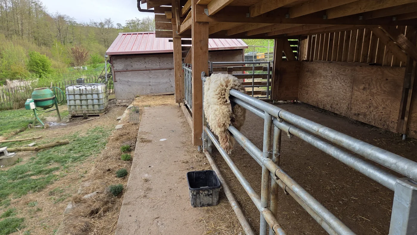 Mouton à la toison épaisse qui passe la tête entre les barres métalliques de son abri en bois