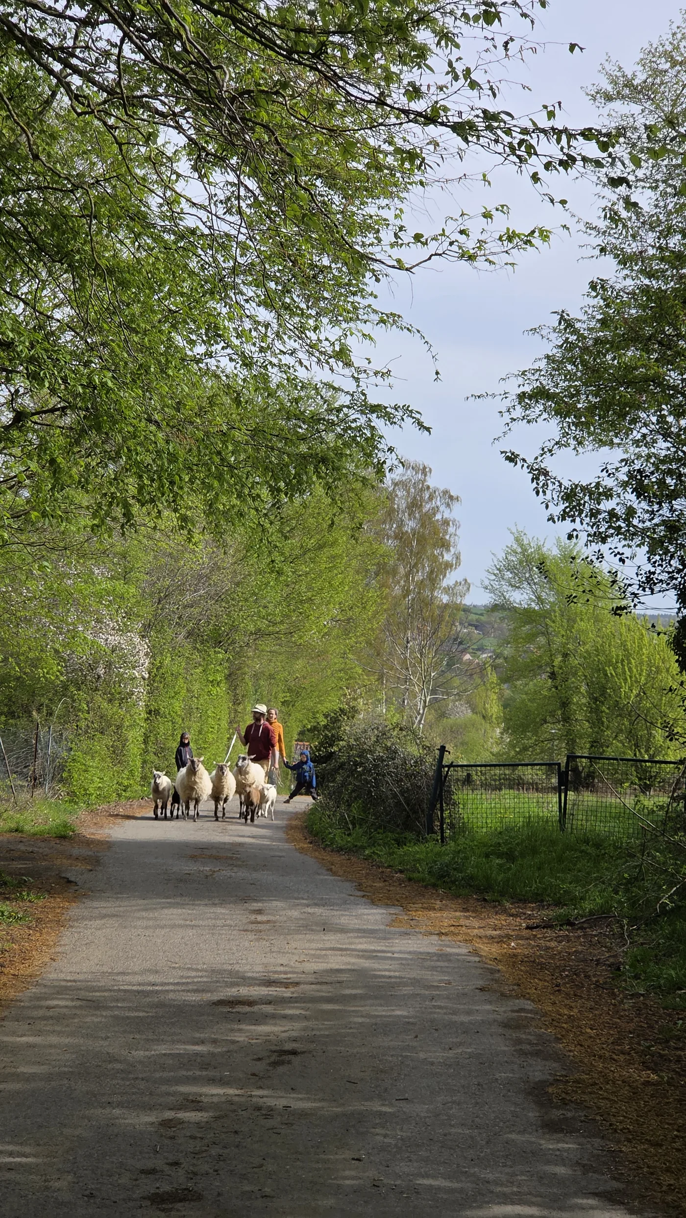 Quentin sur un chemin bordé d'arbres, accompagné de trois moutons qui le suivent