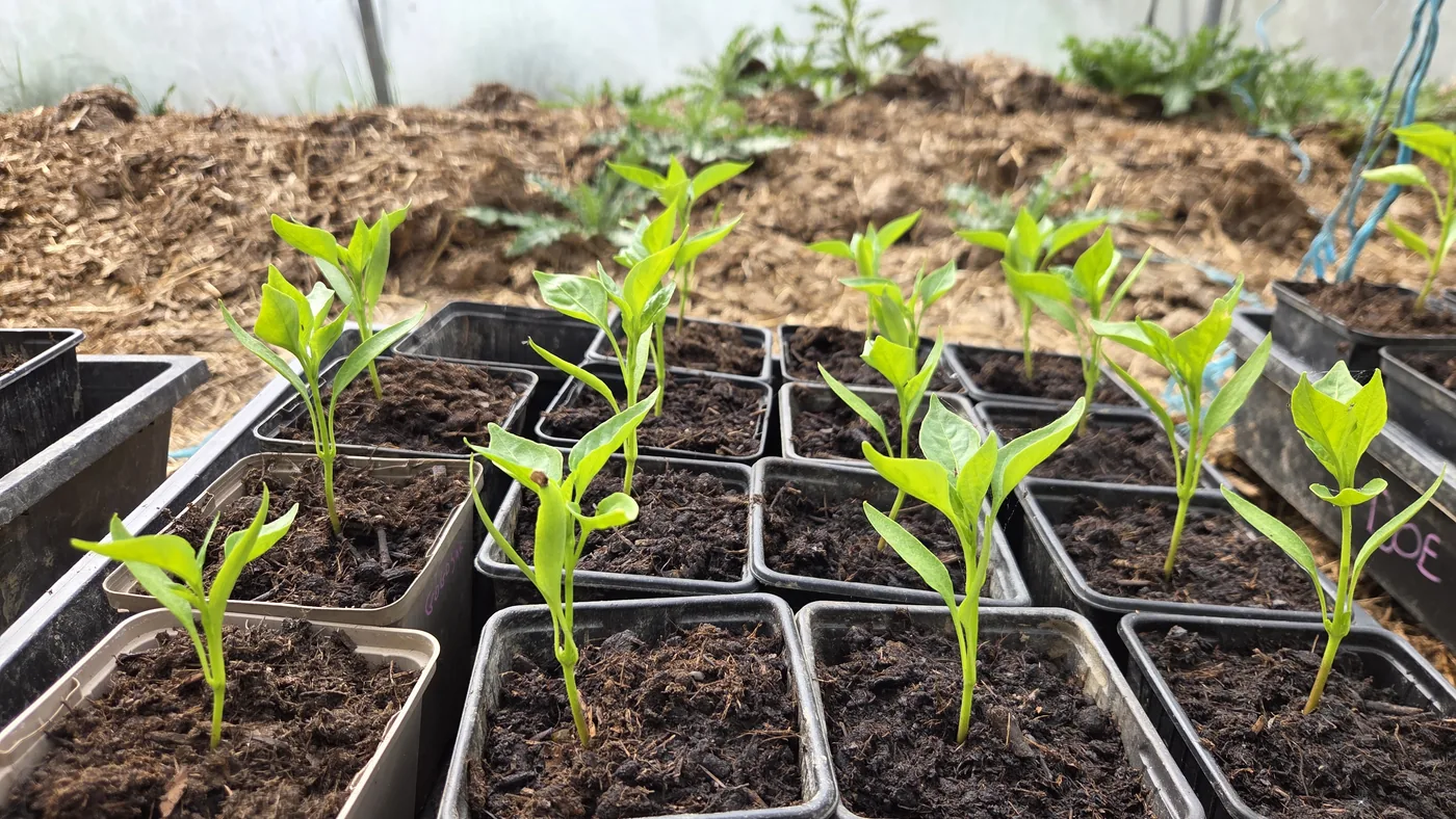 Jeunes plants en godets noirs alignés dans la serre, feuilles bien vertes qui sortent du terreau