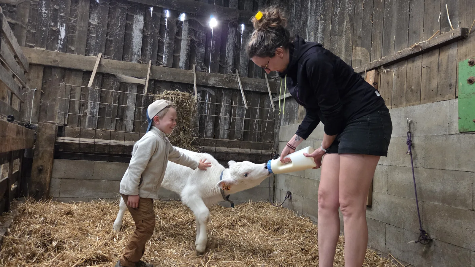 Aline tend un grand biberon de lait à un veau blanc dans la stabulation, Léon à côté en bonnet a posé sa main sur le dos du veau