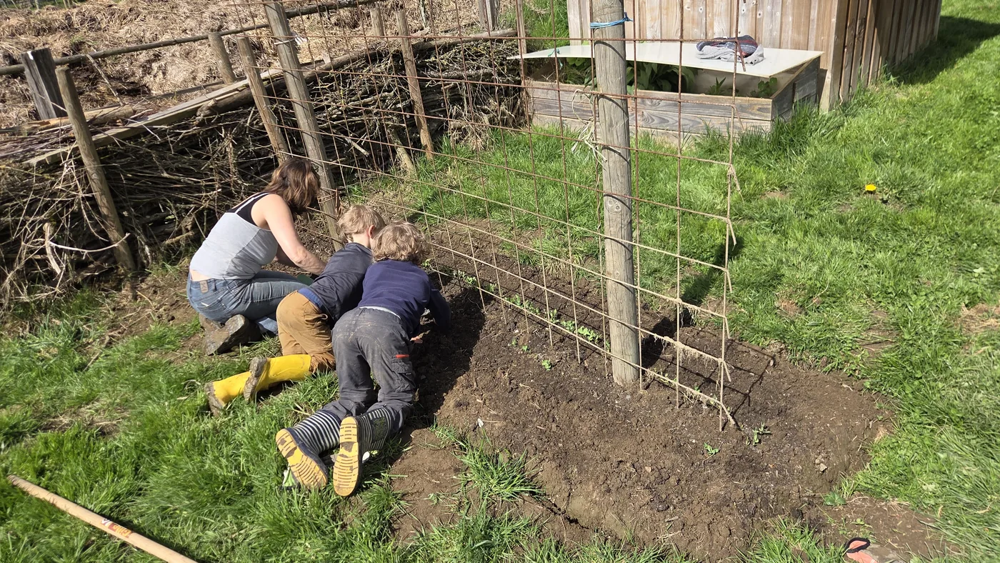 Aline accroupie avec Colin et Léon en train de planter au pied d'un treillis de tomates dressé
