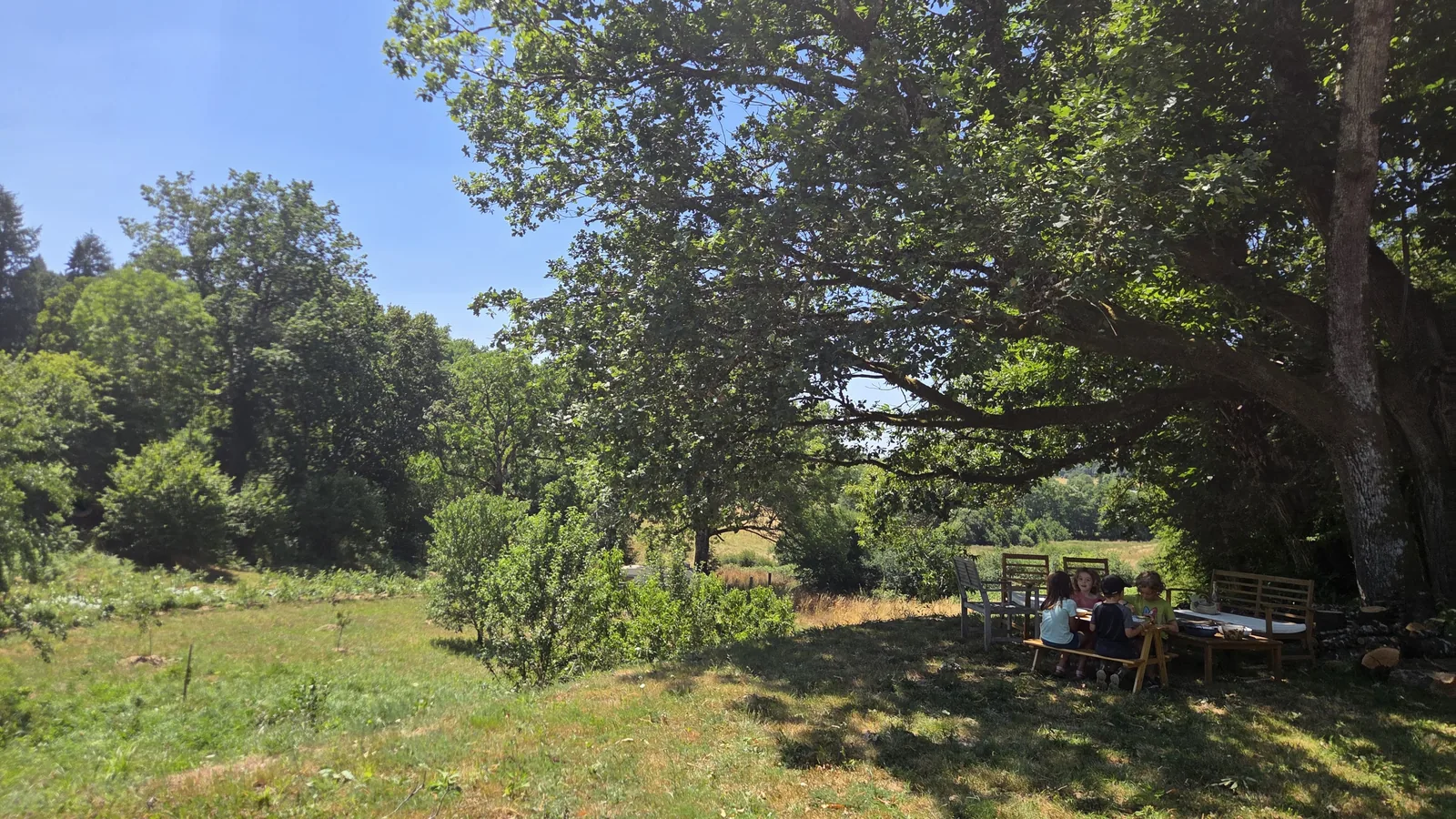 Les enfants attablés à l'ombre d'un très grand arbre, la prairie autour